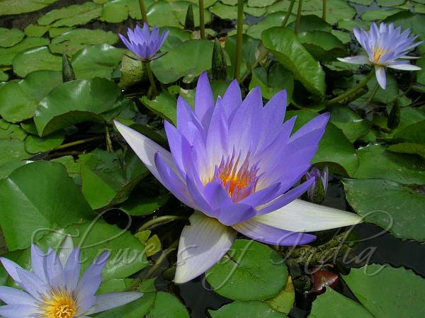 Blue water deals lily